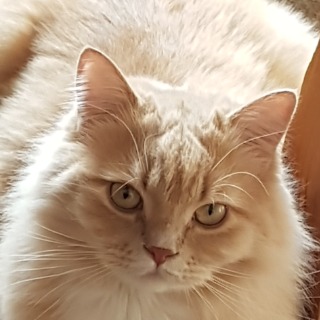 Ramzis